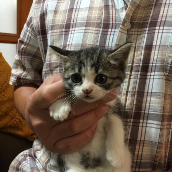 超絶可愛い子猫 愛知県 猫の里親募集 ペットのおうち 月間利用者150万人
