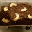 カブトムシの幼虫6匹