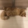 の写真