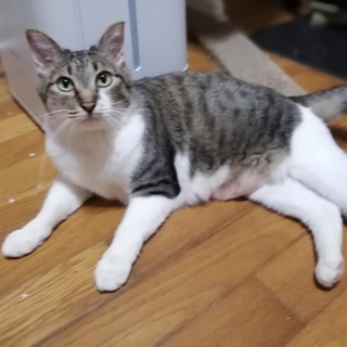 60才以上譲渡可♪カギしっぽの愛らしいラムちゃん♪