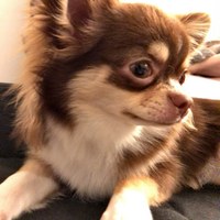 チロル