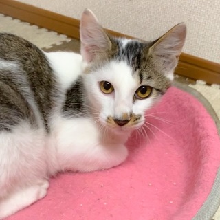 【再募集】人馴ればっちり！男の子