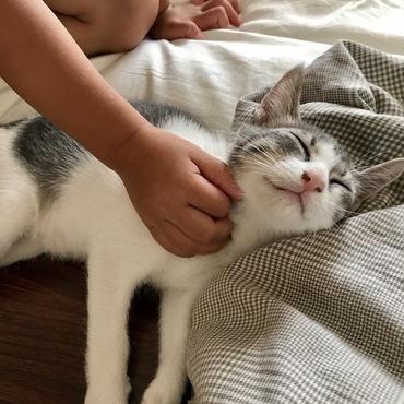 とっても甘えん坊で、撫でてもらうのが大好き。家族を見るとひっついてきます。