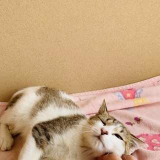 撫でられるの大好き