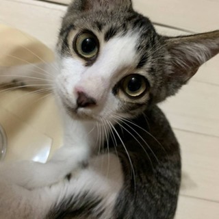里親さま決まりました☆