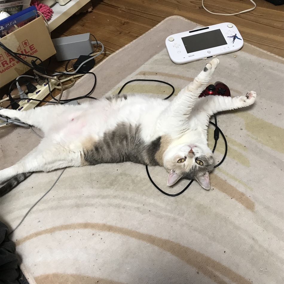 まるのカバー写真