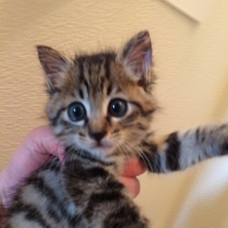 キジトラの男の子  2ー3ヶ月