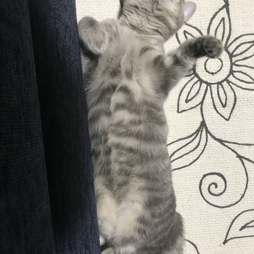 ゴロン
