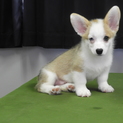 コーギー男の子