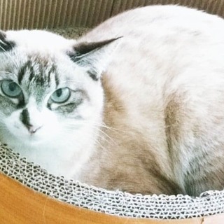 【11/10譲渡会】陽気な性格"なーななん"