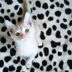 第７９回　にゃん☆ぴーす犬猫譲渡会 サムネイル2