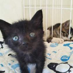 第７９回　にゃん☆ぴーす犬猫譲渡会 サムネイル3