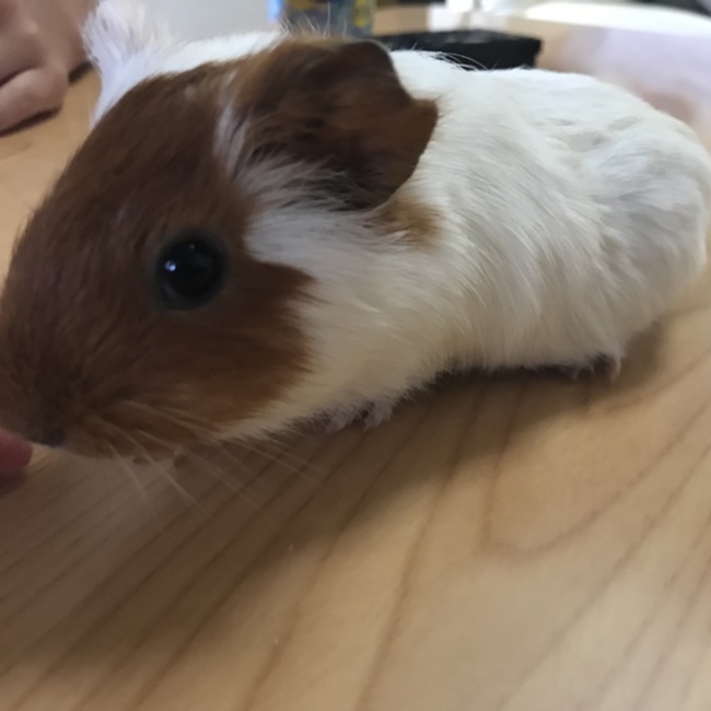 ひかにゃんゆめこのカバー写真