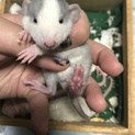 ファンシーラットの里親募集