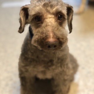 ウォーク（プードル・雄・10歳くらい）