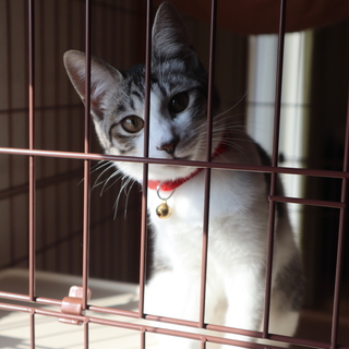 急募！６ヶ月の女の子