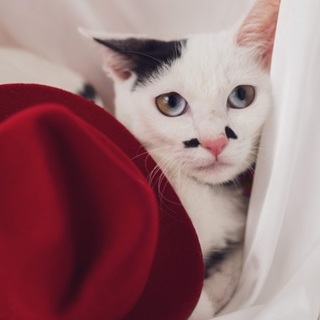 【トライアル決定】個性がつよい しらこちゃん