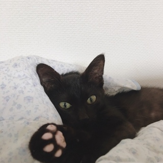 【里親様決定】黒猫のチャカちゃん♪