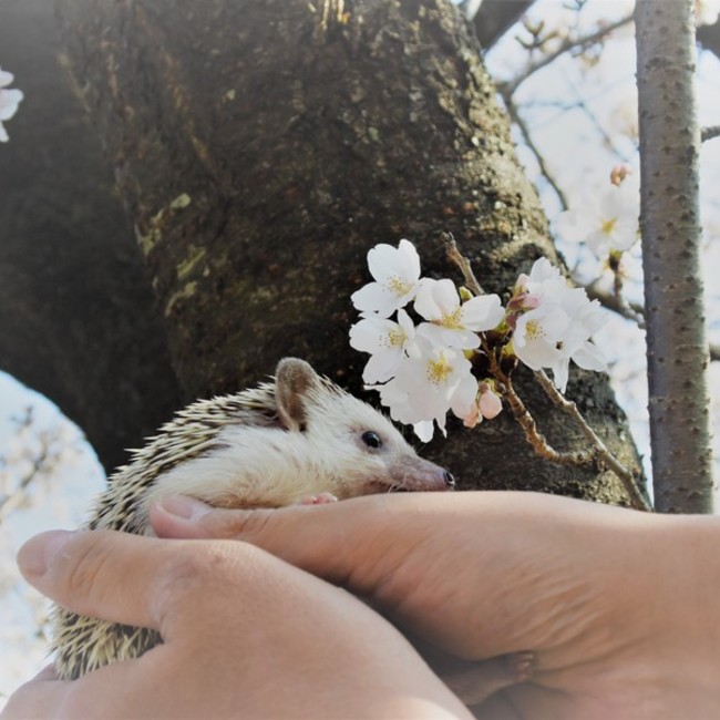 ぽんずさんママのカバー写真