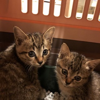 1ヶ月半〜2ヶ月の兄妹です