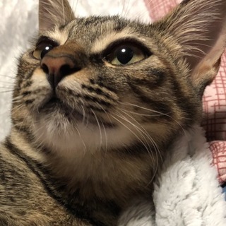 白い縁取りのアーモンドアイ。 とにかく美人です！