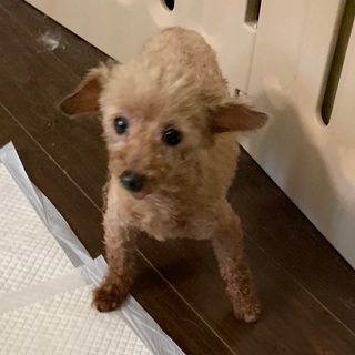 決定☆『ぷーさん』いっぱい甘えてきます。