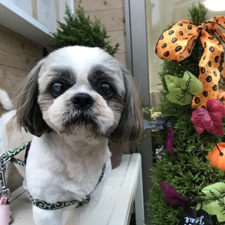 シーズー♂涼真くん