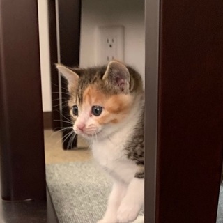 『考え中』好奇心旺盛で良く動く