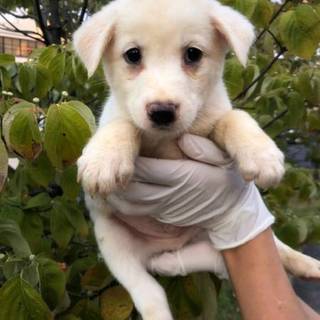 人慣れ抜群！男の子（白①）