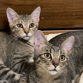 里親募集しております！