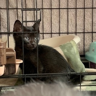 『考え中』綺麗な黒猫