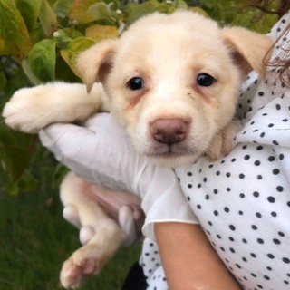 人慣れ抜群！女の子（白③）