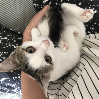 爪切りも上手！美猫な子猫