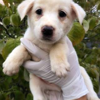 人慣れ抜群！男の子（白④）