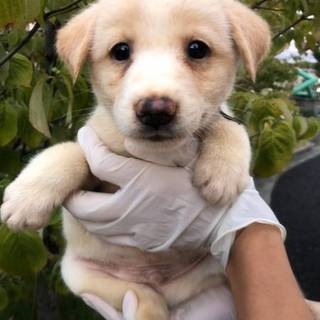 人慣れ抜群！男の子（白⑤）