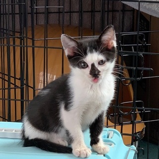 『考え中』遊ぶ好きな元気な子