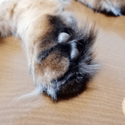 肉球がもふもふに埋もれるうちのソマリです