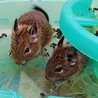 里親さんから引取った2匹のデグー♪仲良く餌食べてます♪