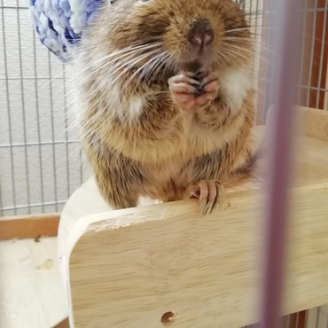 ご飯中の このはちゃん(*´ω｀*)少し…太った？^^;