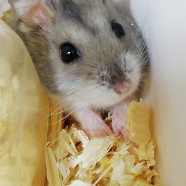 カメラ目線のトラちゃん…笑