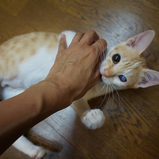 人間大好き・甘えん坊さっちゃん、医療済