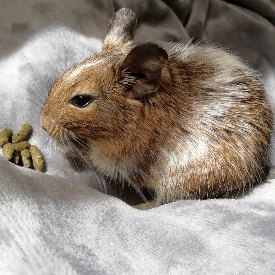 このはのカバー写真