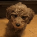もふもふふわふわ♡トイプードルのポムくん