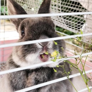 ネザーランドドワーフ（♀）の里親さん募集です。