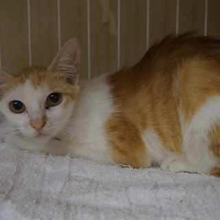 留守番可、おとなしいガンバちゃん、医療済