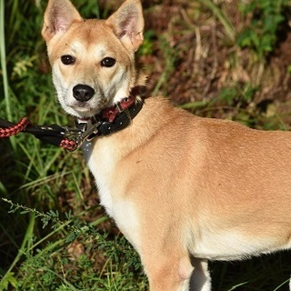 ご隠居さんみたいな落ち着き・陽穂ちゃん