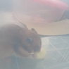 可愛いハムスター サムネイル3