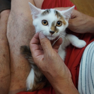 超・人なれカーラちゃん、医療・しつけ済