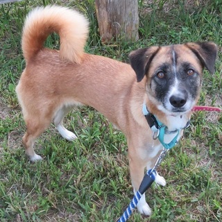 少しずつヒトに慣れ始めているポコノちゃん