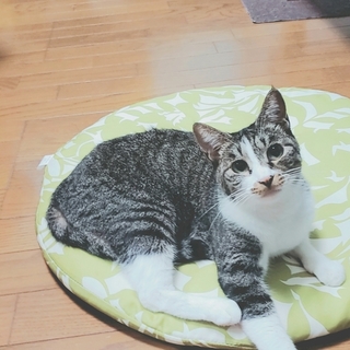 甘えん坊で小柄な女の子